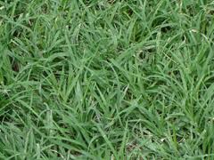 Centipede sod