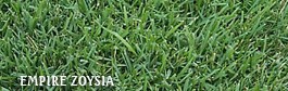 Zoysia